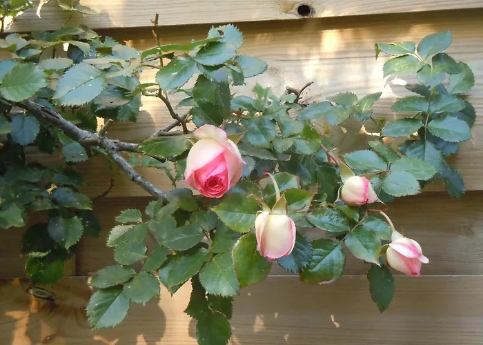 아파트 Wisteria *